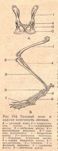 Скелет пояса задних конечностей млекопитающих. Скелет тазового пояса млекопитающих. Скелет задней конечности млекопитающих. Задняя конечность и тазовый пояс млекопитающих. Скелет задней конечности млекопитающих тазовый пояс кости тазовые и.