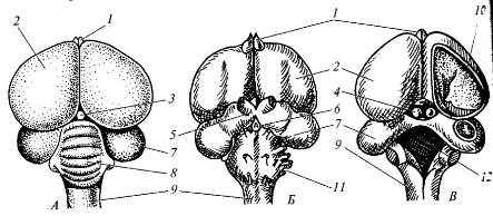 Мозг голубя. Строение головного мозга голубя. Головной мозг птицы Константинов. Мозг птиц анатомия. Строение головного мозга птиц.