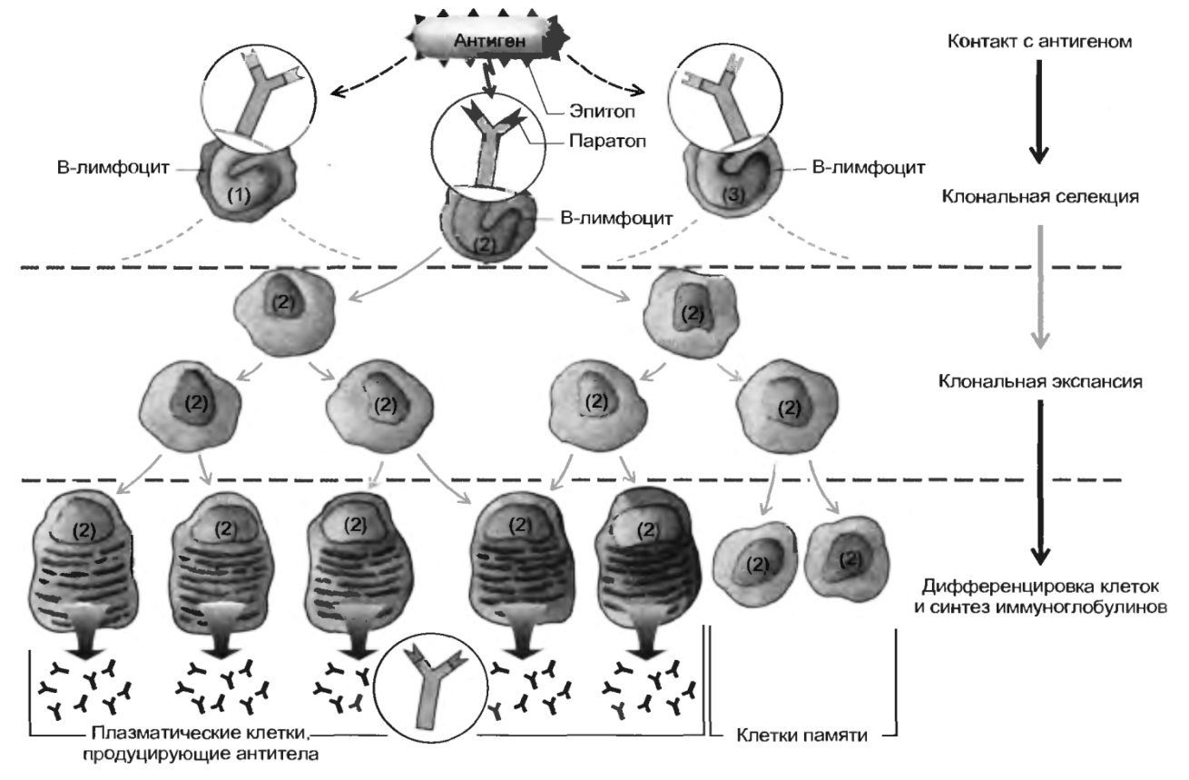 Дифференцировка клеток этапы. Клонально-Селекционная теория Бернета иммунология. Схема дифференцировки т и в лимфоцитов. Клональная селекция и дифференцировка в лимфоцитов. Схема клонально-селекционной теории.