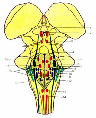 Ядра черепных нервов ствола мозга. Проекция ядер черепных нервов. Ромбовидная ямка ствола головного мозга. Проекция ядер черепно-мозговых нервов на ромбовидную ямку. Ромбовидная ямка ядра черепных.