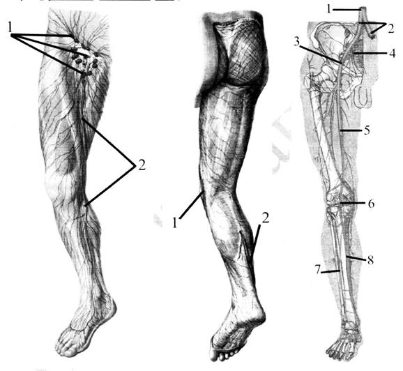 Лимфоузлы на ногах где. Лимфоузлы нижних конечностей анатомия. Лимфатическая система нижних конечностей схема. Поверхностные лимфатические сосуды нижней конечности. Лимфоузлы нижних конечностей схема.
