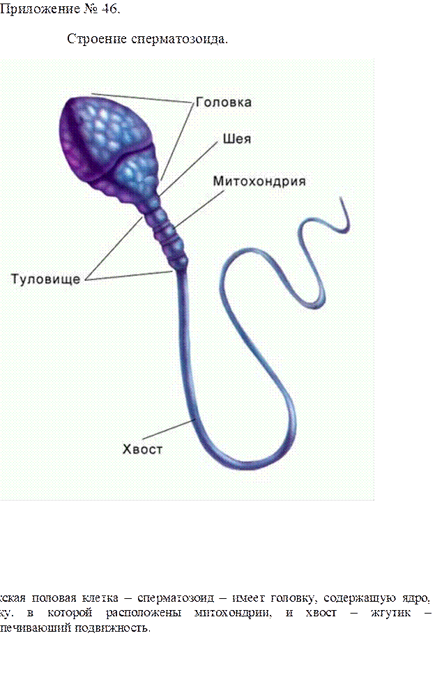 Женские спермии. Строение сперматозоида млекопитающего. Схема строения сперматозоида. Строение яйцеклетки и сперматозоида. Строение спермия человека.