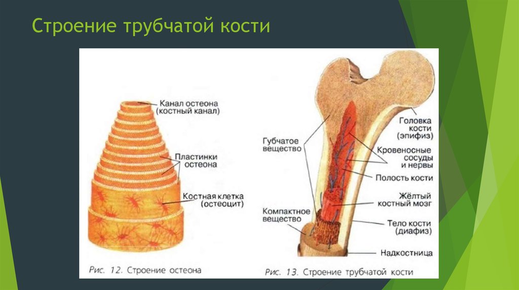 Кость образующую губчатое вещество. Рис 13 строение трубчатой кости. Структура кости Остеон. Строение костей человека Остеон. Строение остеона анатомия.