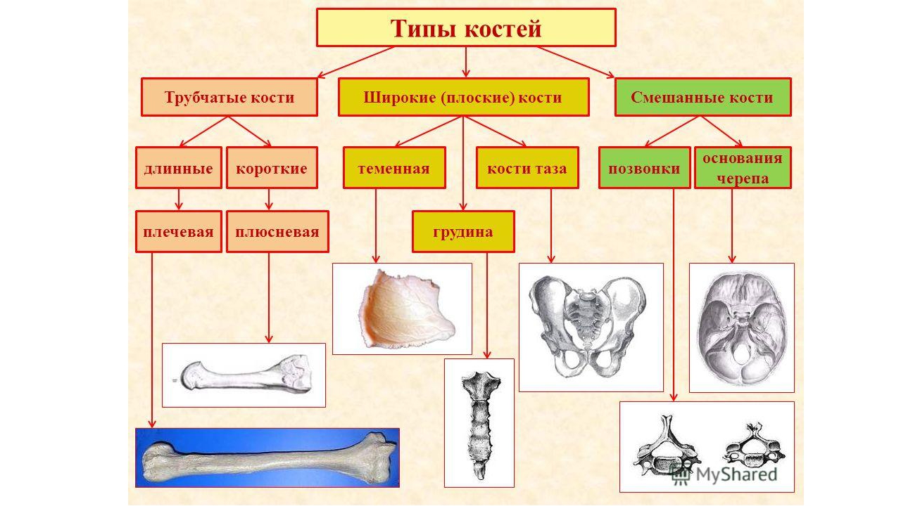 Соединение кости классификация. Типы соединения костей скелета человека. Кости скелета и их Тип соединения. Типы костей схема. Типы соединения костей схема.