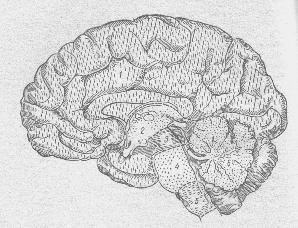 Мозг без подписей