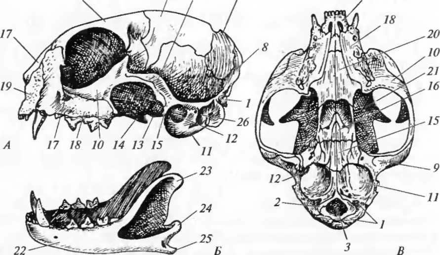 Особенности строения скелета черепа млекопитающих. Череп млекопитающего сбоку снизу и нижняя челюсть. Череп кошки вид сбоку. Череп кошки вид сбоку сверху нижняя челюсть. Череп лисицы а сбоку б снизу.