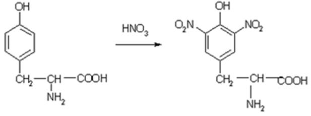 Полипептиды с азотной кислотой дают фиолетовое окрашивание. Ксантопротеиновая реакция белков реакция. Ксантопротеиновая реакция реакция. Ксантопротеиновая реакция триптофан. Ксантопротеиновая реакция на тирозин.
