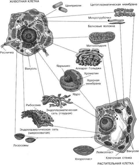 На рисунке изображен процесс метаболизма эукариотической клетки. Структурно-функциональная организация эукариотической клетки. Схема строения эукариотической клетки. Морфология животной клетки. Комбинированная схема строения эукариотической клетки.