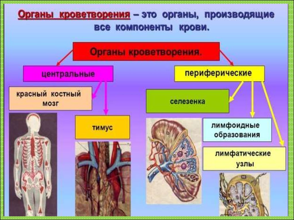 Тимус красный мозг. Классификация органов кроветворения и иммунной системы анатомия. Функция периферических органов кроветворения. Кроветворная система строение и функции. Органы кроветворения красный костный мозг и селезенка.