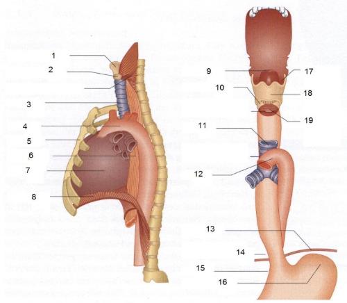 Строение пищевода человека фото с описанием гортани