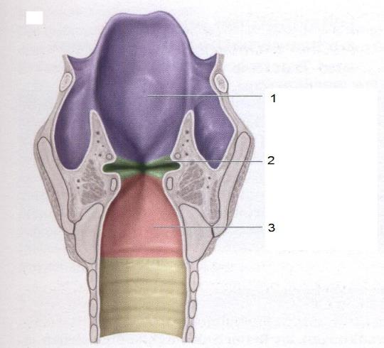 Гортань клиника. Этажи гортани анатомия. Надгортанник голосовые складки. Преддверные складки гортани анатомия. Надскладочный отдел гортани анатомия.
