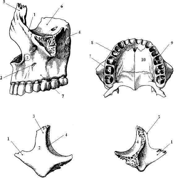 Клыковая ямка верхней челюсти. Кости верхней челюсти анатомия. Верхняя челюсть кость анатомия. Межчелюстная кость верхней челюсти. Нижняя челюсть с другими костями черепа