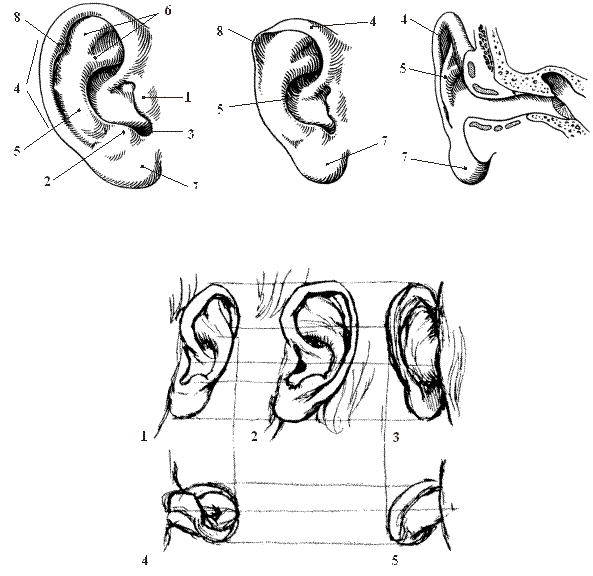 Ушные латынь. Противокозелок уха анатомия. Козелок ушной раковины анатомия. Добавочный козелок ушной раковины.
