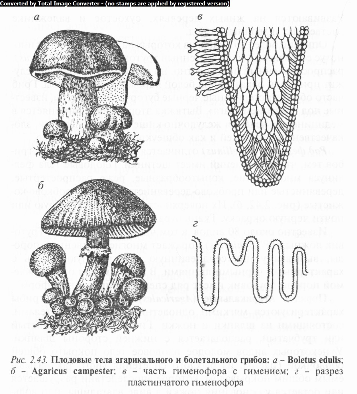 Укажи рисунки, на которых представлены пластинчатые грибы.. Плодовые тела сумчатых грибов. Типы плодовых тел сумчатых грибов. Эволюция грибов схема.