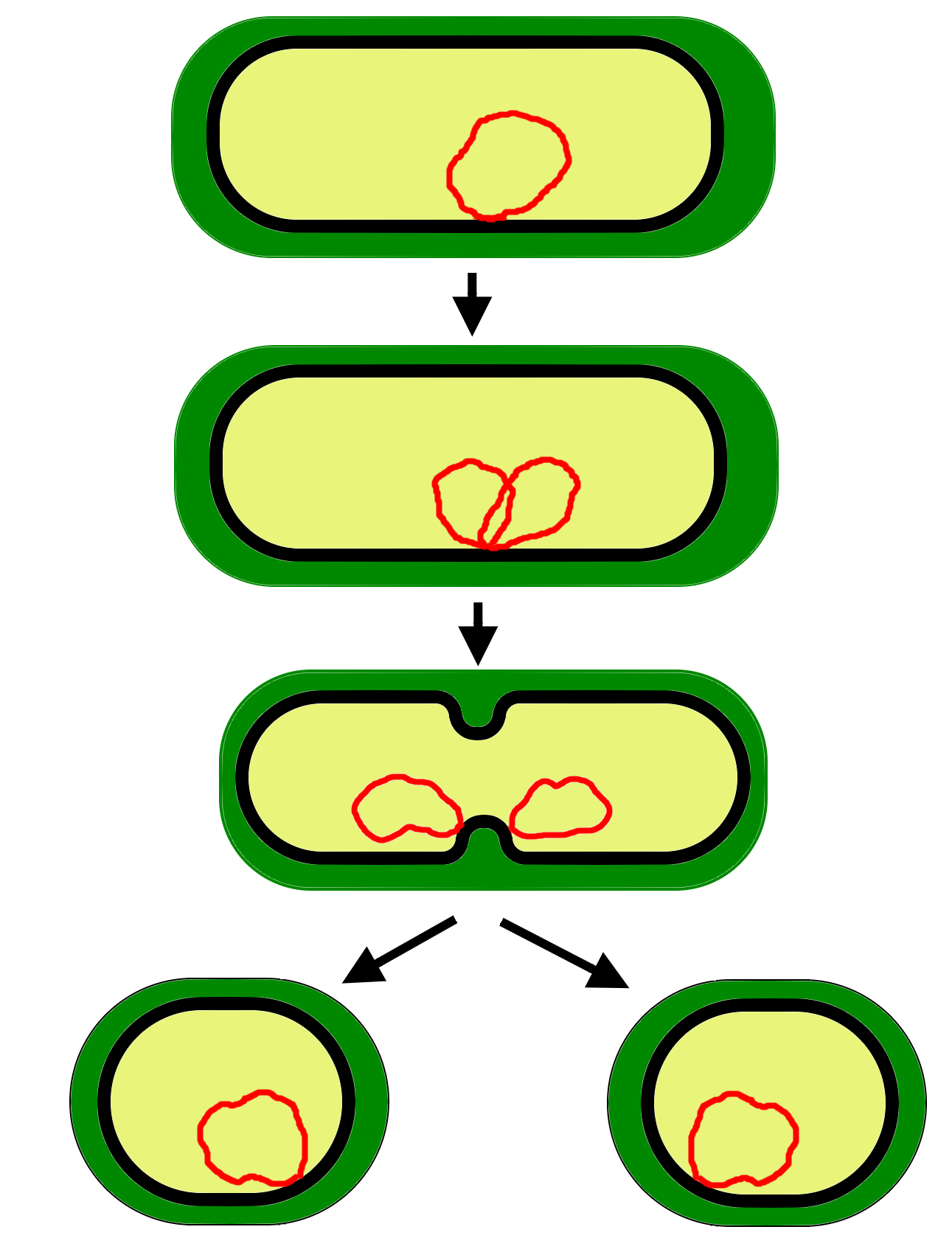 Деление клеток дерева. Схема бинарного деления бактериальной клетки. Бинарное деление бактерий схема. Схема деления прокариотической клетки. Размножение бактерий схема.