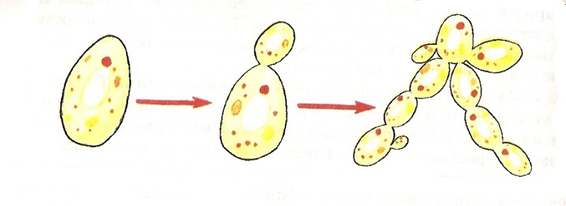 Рассмотрите рисунок с изображением дрожжей какое. Дрожжи грибы почкование. Размножение дрожжей почкованием. Размножение грибов почкованием. Размножение дрожжей делением.