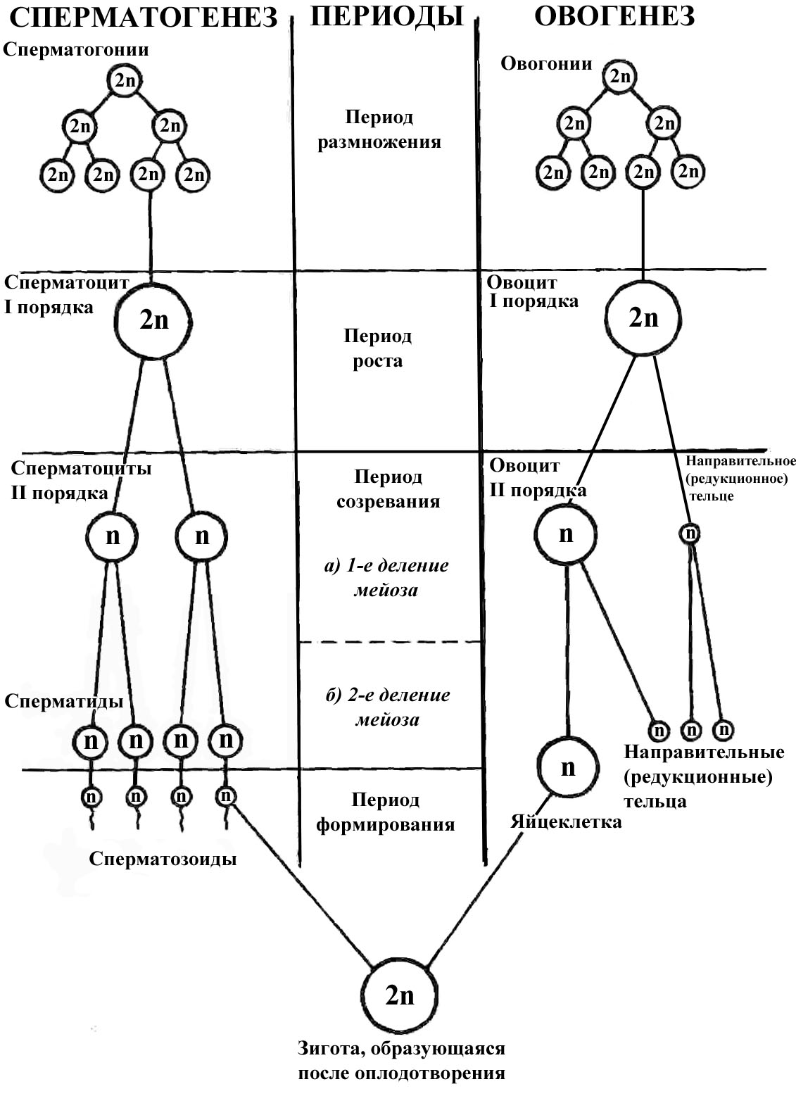 4 этапа сперматогенеза. Схема сперматогенеза и овогенеза. Схема процесса сперматогенеза. Спермато и овогенез схема. Сперматогенез оогинез схемы.