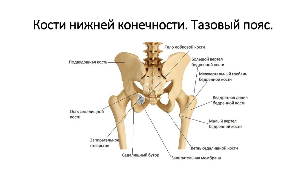 Три тазовые кости. Тазовый пояс человека анатомия. Тазобедренный сустав анатомия строение. Скелет тазового пояса человека анатомия. Строение скелета таза.