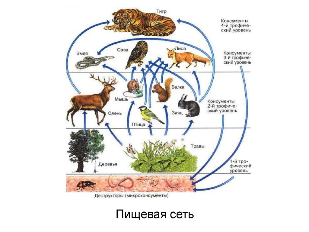 Гриб какой консумент. Схема пищевой сети Лесной экосистемы (по и.а. Шигареву, 1995). Трофическая цепь, пищевая цепь, цепь питания есть:. Пищевая трофическая структура биоценоза. Трофические связи сети питания.