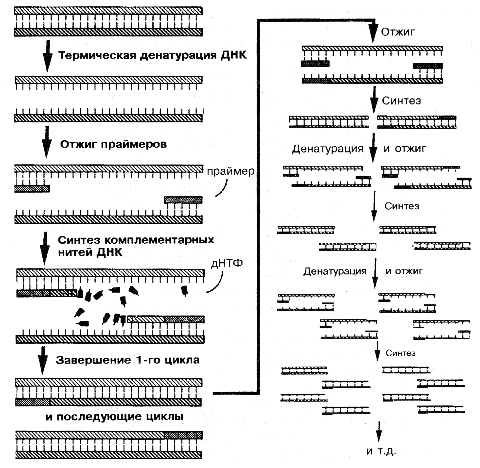 Синтез последовательности генов. Схема полимеразной цепной реакции. Схема полимеразной цепной реакции микробиология. Полимеразная цепная реакция амплификация. Полимеразная цепная реакция схема.