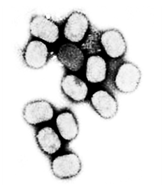Контрольная работа по теме Поксвирусы – возбудители натуральной оспы