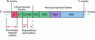 Белки гепатита с. Структурные и неструктурные белки вируса гепатита с. Организация генома вируса гепатита с. Структурные и неструктурные белки вируса. Структурные и неструктурные белки.