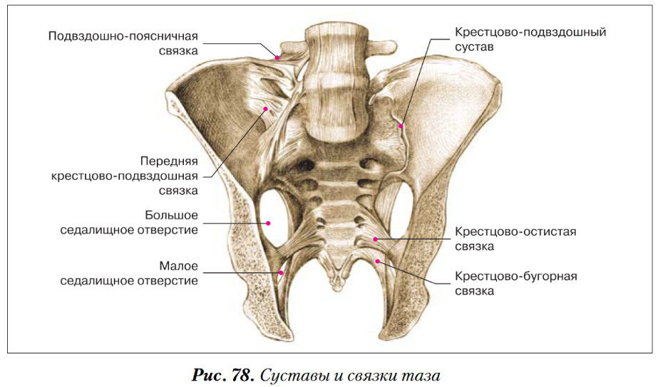 Образование подвздошной кости. Седалищное отверстие тазовой кости. Запирательная мембрана таза анатомия. Анатомия подвздошной кости. Крестцово подвздошный сустав анатомия строение.