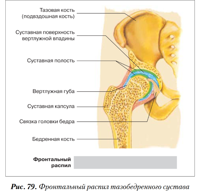 Бедренная кость тип соединения костей. Костные остеофиты тазобедренного сустава. Остеофиты головки бедренной кости. Анатомия тазобедренного сустава человека вертлужная. Остеофиты вертлужной впадины.