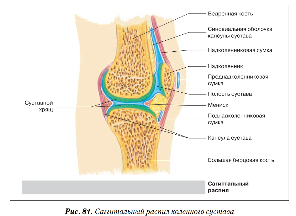 Суставные мыщелки. Анатомия костей коленного сустава. Коленный сустав анатомия строение. Латеральная поверхность коленного сустава. Синовиальная оболочка коленного сустава анатомия.
