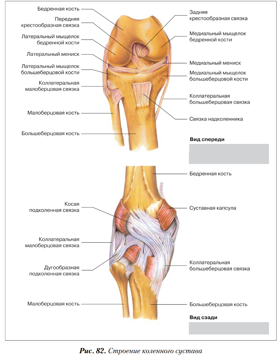 Внутри коленный сустав. Коленный сустав анатомия строение кости. Строение суставно-связочного аппарата. Костная структура коленного сустава. Кости нижних конечностей анатомия коленный сустав.