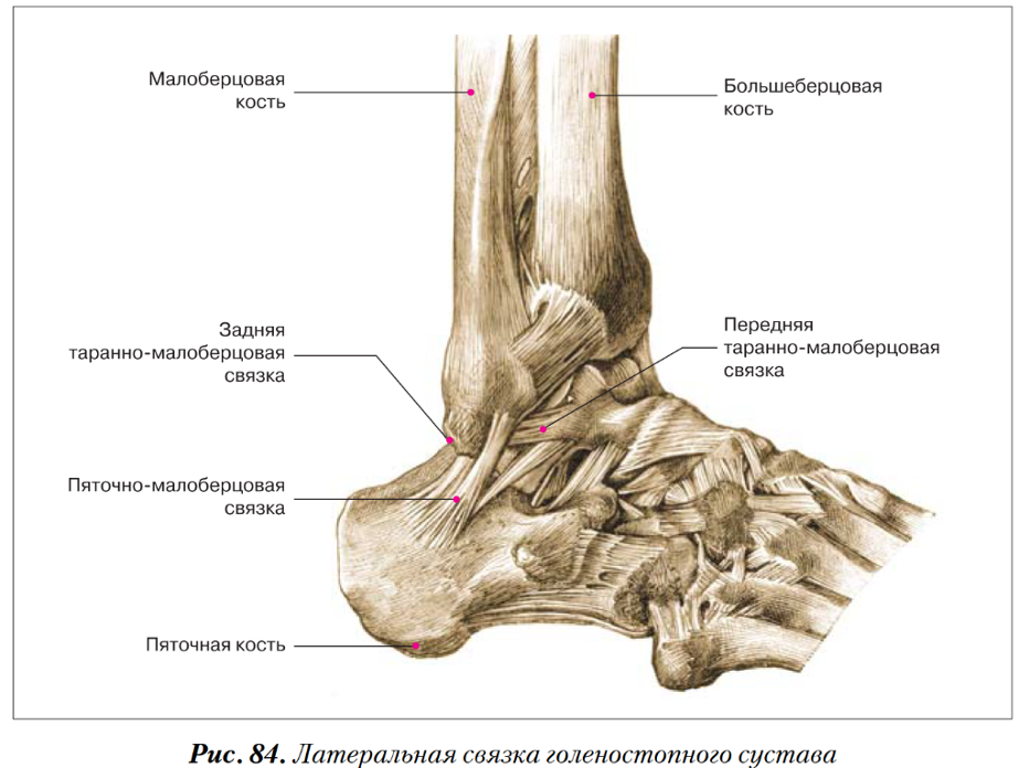 Часть голеностопного сустава. Голеностопный сустав анатомия строение связки. Подтаранный сустав анатомия. Медиальная лодыжка большеберцовой кости. Дельтовидная связка голеностопного сустава анатомия.