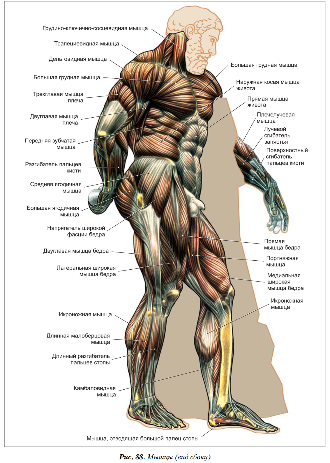 Миология анатомия человека. Мышцы схема. Названия мышц тела. Анатомия названия мышц. Назовите мышцы человека