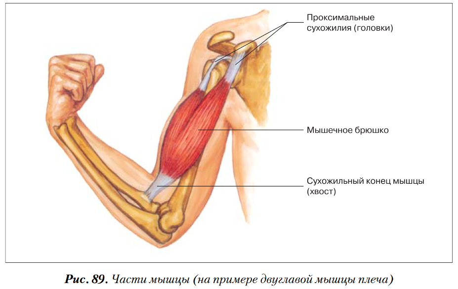 Анатомия сухожилия двуглавой мышцы. Строение мышцы головка брюшко хвост. Строение мышцы брюшко сухожилие. Сухожилие бицепса плеча анатомия.