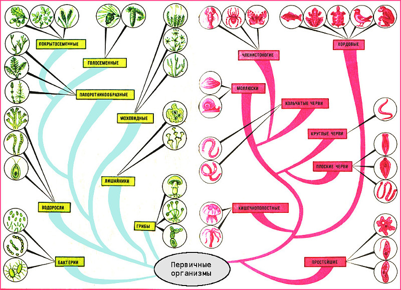 Генетический контроль развития растений животных и человека. Этапы эволюции животных схема. Общая схема эволюции живых организмов.