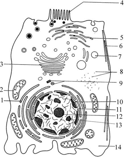Клетка животного рисунок. Эукариотическая клетка строение схема клетки. Схема эукариотической клетки животного. Схема строения животной клетки эукариот. Строение клетки эукариот схема.