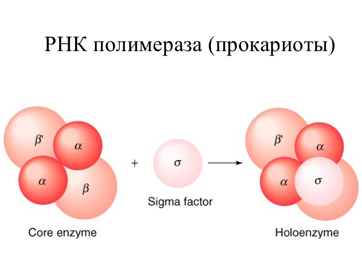 Рнк полимераза участвует. РНК полимераза прокариот строение. Кор фермент РНК полимеразы. РНК полимераза e coli. Строение РНК полимеразы.