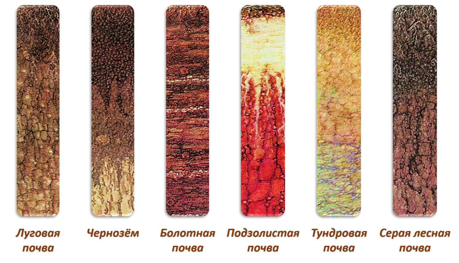Типы почв тундровые подзолистые. Почвенные профили почв России. Почвы подзолистые Лесные чернозем. Подзолистый Тип почвы. Теплые и холодные почвы