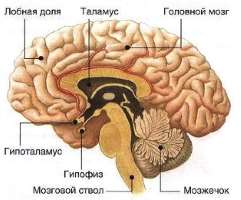 Головной мозг. Нервная система человека
