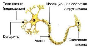 Головной мозг. Нервная система человека
