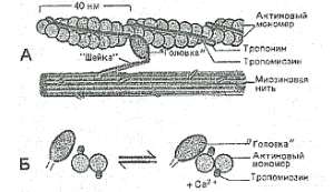Физиология мышц. Структура протофибрилл