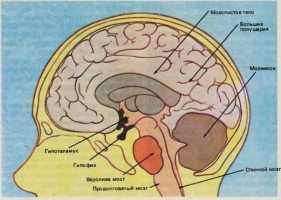 Как работает мозг человека