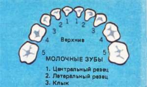 Как растут зубы у человека