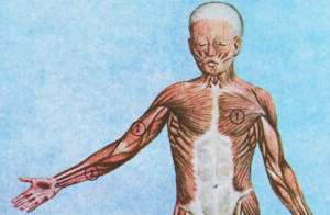Мышцы, кости и суставы человека