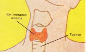 Щитовидная и околощитовидные железы человека