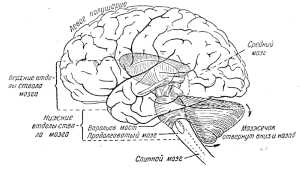 Органы мышления. Части центральной нервной системы