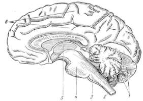 О нервной системе человека. Краткие анатомо-физиологические данные