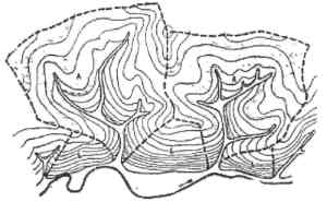 Балочные формы рельефа. Прибалочные лесные полосы