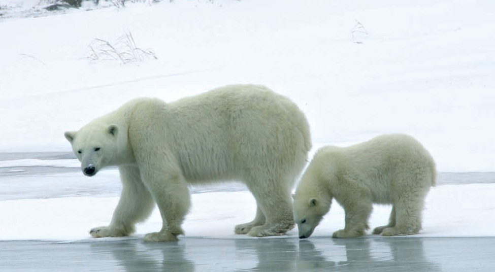 Глобальное потепление: причины, наблюдаемые изменения и прогнозы Межправительственной группы экспертов по изменению климата