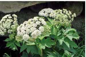 Борщевик—Heradeum spp. Сем. Зонтичные—Apiaceae