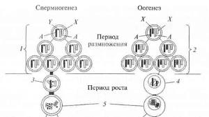 Эмбриология. Полевой диморфизм. Спермиогенез животных